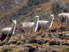 Peru-Cusco-Choquequirao - City of Condors